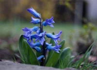 APS-C. Carl Zeiss Jena Tessar 50mm 2.8 Hyacinthe