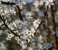 Blütenmeer, APS-C. Carl Zeiss Jena Tessar 2.8/50 Blütenmeer