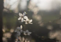 Stimmungsvolles Foto bei fast frontaler Abendsonne, ich liebe dieses Bokeh, APS-C, Offenblende. Carl Zeiss Jena Tessar 50mm 2.8 Blütenmeer Gegenlicht Abendsonne