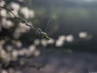 Noch mehr Bokeh, APS-C, Offenblende. Carl Zeiss Jena Tessar f/2.8 50mm Spinnweben Bokeh