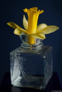 Osterglocke in einer Flasche, Vollformat. Carl Zeiss Jena Tessar 50mm 2.8 Osterglocke Flasche