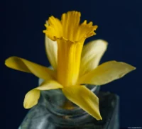 Osterglocke in einer Flasche, Vollformat. Carl Zeiss Jena Tessar f/2.8 50mm Altix Flasche Osterglocke