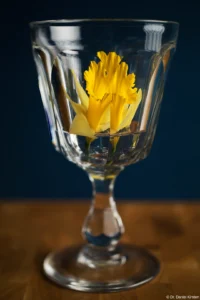 Das Foto wurde mit verschiedenen Blenden aufgenommen und mit Ebenentechnik montiert, Vollformat. Carl Zeiss Jena Tessar 50mm 2.8 Blüte im Glas.