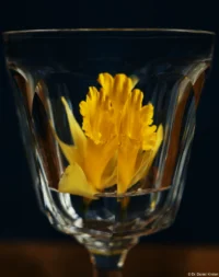 Vollformat. Carl Zeiss Jena Tessar 2.8/50 Blüte im Glas