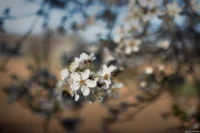 APS-C, stark bearbeitet. Carl Zeiss Jena Tessar 50mm 2.8 Altix Obstblüte Frühling