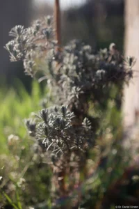 Traumhaftes Bokeh, regenbogenartige Lensflares unten rechts, APS-C, Offenblende. Carl Zeiss Jena Tessar f/2.8 50mm Bokeh