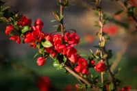 Kamelien, APS-C, Offenblende. Carl Zeiss Jena Tessar 2.8/50 Altix Kamelie