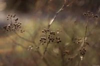 Ein weiteres Foto mit der defekten Blende, APS-C. Carl Zeiss Jena Tessar f/2.8 50mm defekt