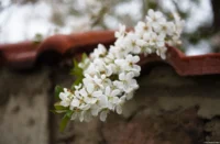 Blühender Zweig über einer Mauer, Vollformat. Carl Zeiss Jena Tessar f/2.8 50mm Blüten Mauer