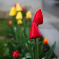 Tulpen, Vollformat. Carl Zeiss Jena Tessar 2.8/50 Tulpen