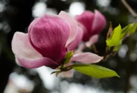 Beim Abblenden haben sich fünfeckige Muster gebildet. Carl Zeiss Jena Tessar 2.8/50 Magnolie abgeblendet