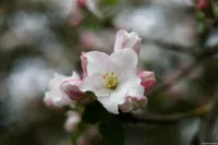 Apfelblüte, das Bokeh zerfließt schön und wirkt sehr ruhig, f/2.8, Vollformat. Carl Zeiss Jena Tessar f/2.8 50mm Apfelblüte