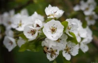 Birnenblüten, f/2.8, Vollformat. Carl Zeiss Jena Tessar 2.8/50 Birnenblüte Obstblüte Bokeh