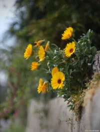 Blumen an einer Mauer im Blütengrund bei Naumburg am Ostersonntag 2025, deutliches Bokeh auf der linken Seite, f/2.8, APS-C. Carl Zeiss Jena Tessar f/2.8 50mm Blütengrund Blumen Mauer
