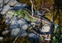 Eidechse in der Abendsonne auf einem Kalkstein bei Goseck, APS-C. Carl Zeiss Jena Tessar 2.8/50 Eidechse Sandstein