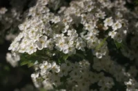 Blütenmeer, APS-C. Carl Zeiss Jena Tessar f/2.8 50mm Altix Blütenmeer