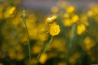 Butterblume, f/2.8, APS-C. Carl Zeiss Jena Tessar 50mm 2.8 Butterblumen Bokeh