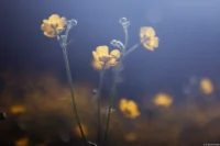 Butterblumen, f/2.8, APS-C. Carl Zeiss Jena Tessar f/2.8 50mm Butterblume