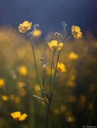 Butterblumen, f/2.8, APS-C. Carl Zeiss Jena Tessar 50mm 2.8 Butterblumen