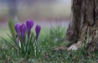 Krokusse, f/3.5, APS-C. Carl Zeiss Jena Sonnar 3.5/135 Krokus Krokusse