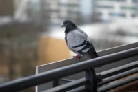 Taube auf dem Balkon, f/3.5, Vollformat. Sonnar 135mm Taube Balkon Johannstadt