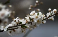 Blüten, APS-C. Carl Zeiss Jena Sonnar 3.5/135 Blüten