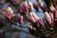 Blühende Magnolien, f/3.5, APS-C. Carl Zeiss Jena Sonnar 3.5/135 Magnolie