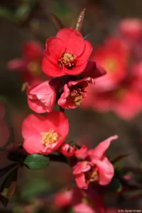 Kamelienblüten in Pillnitz, APS-C. Sonnar 135mm Kamelien Kamelie Pillnitz