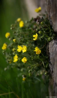 Blüten an einer Mauer, APS-C. Carl Zeiss Jena Sonnar 3.5/135 Blumen Mauer