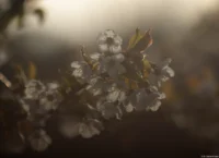 Obstblüten im Gegenlicht, APS-C. Carl Zeiss Jena Sonnar 3.5/135 Blüten Lensflare