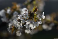 Obstblüten, APS-C. Sonnar 135mm Blüten
