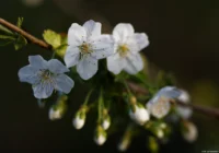 APS-C. Carl Zeiss Jena Sonnar 3.5/135 Blüten Frühling
