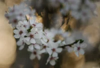 Obstblüten mit sehr schönem Bokeh, APS-C. Sonnar 135mm Bokeh Blüten