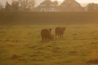 Rinder bei Stetzsch im abendlichen Gegenlicht, APS-C. Carl Zeiss Jena Sonnar 3.5/135 Rinder Abendsonne