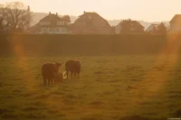 Durch ein kleines Schwenken der Kamera hat sich ein großes Lensflares gebildet, APS-C. Sonnar 135mm Rinder Gegenlicht