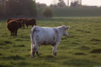 Schräges Gegenlicht, APS-C. Carl Zeiss Jena Sonnar 3.5/135 Rind Kuh Stetzsch Gegenlicht