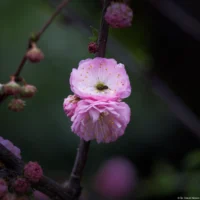 APS-C. Sonnar 135mm Blüten Bestäubung