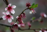 APS-C. Carl Zeiss Jena Sonnar 3.5/135