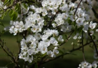 Birnenblüten, APS-C. Sonnar 135mm Birnenblüten