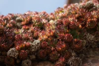 Sempervivum bei Oeglitzsch, f/3.5, APS-C. Carl Zeiss Jena Sonnar 3.5/135 Oeglitzsch