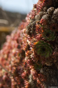 Sempervivum bei Oeglitzsch, f/3.5, APS-C. Carl Zeiss Jena Sonnar 3.5/135 Sempervivum