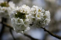 Kirschblüten, APS-C. Sonnar 135mm Kirschblüten