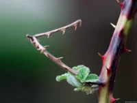 Brombeerstrauch, APS-C. Sonnar 135mm Brombeerstrauch