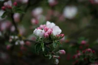 Apfelblüte, Vollformat. Carl Zeiss Jena Sonnar 3.5/135 Apfelblüte