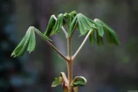 Der Frühling im Saaletal ist nicht mehr aufzuhalten, Vollformat. Sonnar 135mm Frühling Kastanie