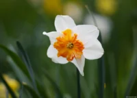 f/3.5, Vollformat. Sonnar 135mm Narzisse