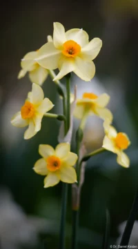 f/3.5, Vollformat. Carl Zeiss Jena Sonnar 3.5/135 Osterglocken