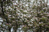 Apfelblütenmeer, Vollformat. Carl Zeiss Jena Sonnar 3.5/135 Blütenmeer