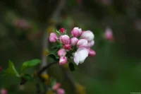 Vollformat. Carl Zeiss Jena Sonnar 3.5/135 Apfelblüten Fotograf