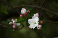 Vollformat. Sonnar 135mm Apfel